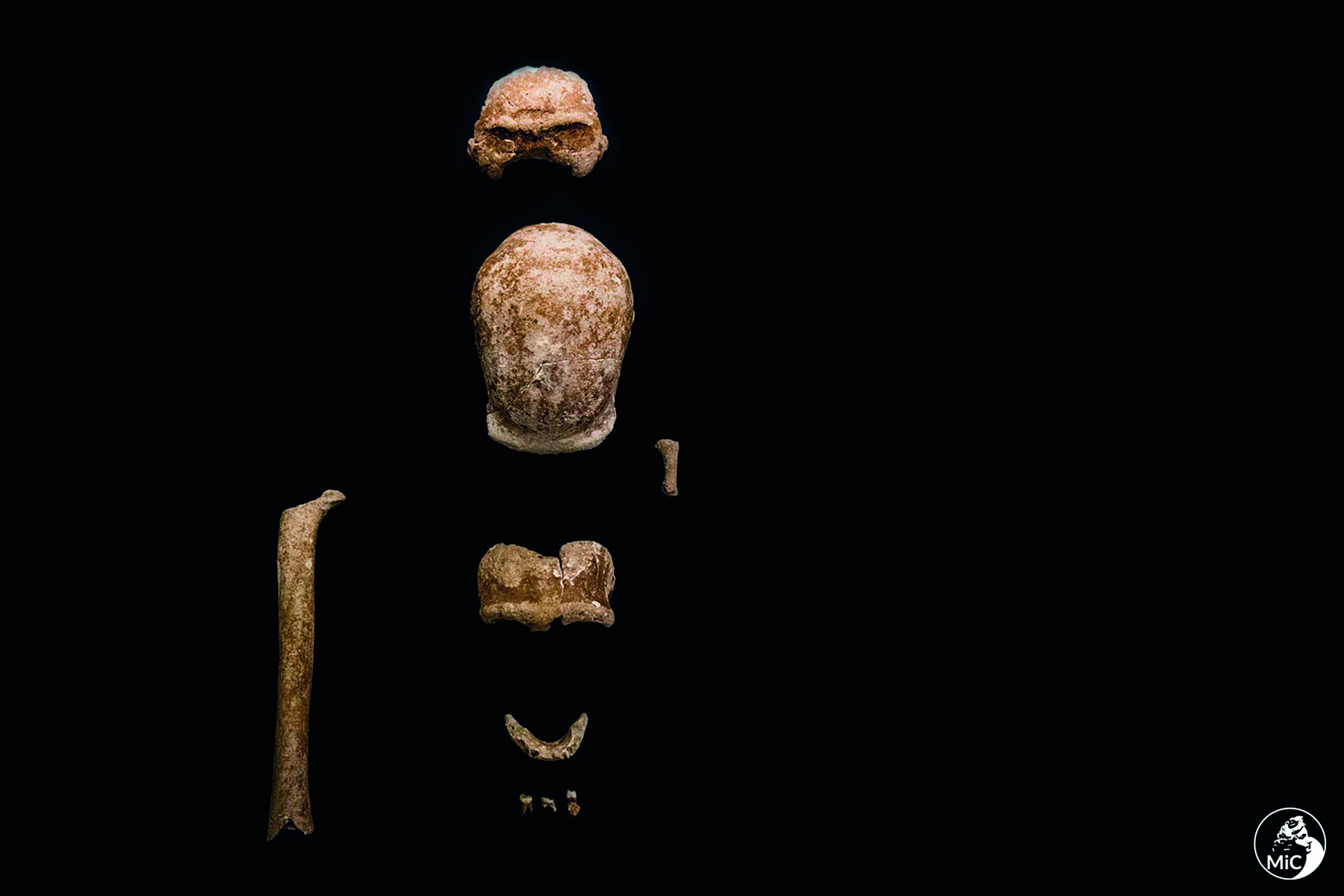 Fotografia. Sobre fundo preto, fragmentos de ossos de cor castanho claro. Na parte de cima, osso em forma semiesférica; abaixo, osso redondo alongado; ao lado, fragmento de osso; abaixo, osso retangular; abaixo, osso curvo de mandíbula; abaixo, três fragmentos de dente; ao lado, osso grande e comprido.