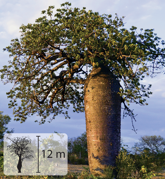 Fotografia. Árvore com tronco cilíndrico e muito espesso, com galhos e folhas verdes no topo. No canto inferior esquerdo, pequena ilustração da árvore indicando 12 metros de altura.