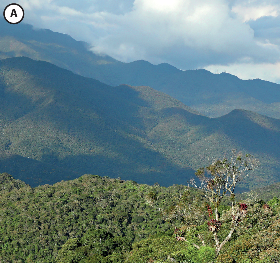 Fotografia A. Vista de local com floresta e, ao fundo, montanhas cobertas de vegetação. Céu com nuvens brancas.