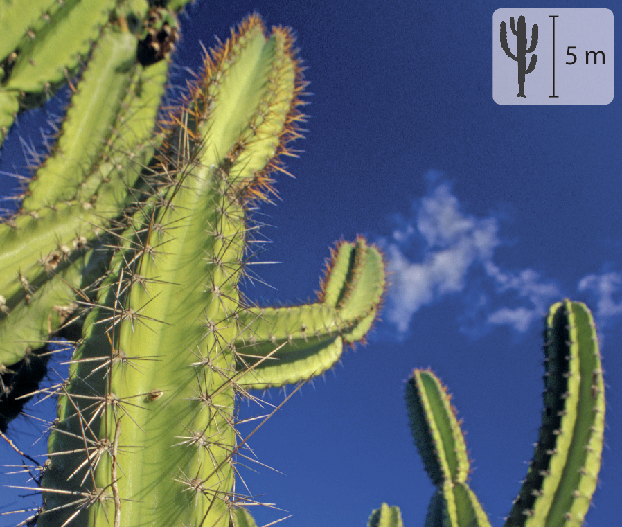 Fotografia. Cactos verdes com espinhos. Eles são plantas compridas com tronco e galhos carnosos, muitos espinhos e extremidades arredondadas. No canto superior direito, pequena ilustração da planta indicando 5 metros de altura.