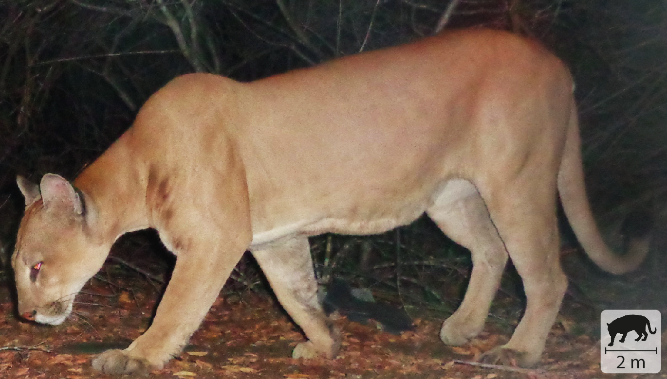 Fotografia de uma onça-parda. Animal de pelo castanho claro, quadrúpede, com longa cauda, orelhas pequenas e erguidas. Ela está em um ambiente noturno com vegetação e com a cabeça inclinada em direção ao chão. No canto inferior direito, pequena ilustração do animal indicando 2 metros de comprimento.