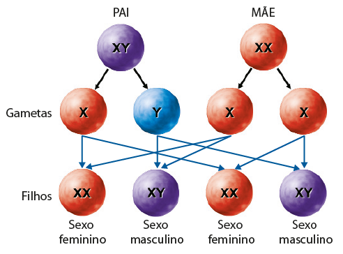 Esquema de esferas conectadas por setas. Há três fileiras de esferas: a primeira indica pai e mãe; a segunda indica gametas e a terceira indica filhos. Na primeira fileira, esfera roxa pai XY e esfera vermelha mãe XX. Do círculo pai partem duas setas para duas esferas na segunda fileira: uma vermelha X e uma azul Y. Da esfera mãe partem duas setas para duas esferas na segunda fileira, ambas vermelhas com um X. Na terceira fileira há quatro esferas. Uma vermelha XX, para a qual apontam setas vindas do gameta X do pai e de um gameta X da mãe, indica sexo feminino. Uma roxa XY, para a qual apontam setas vindas do gameta Y do pai e de um gameta X da mãe, indica sexo masculino. Uma vermelha XX, para a qual apontam setas vindas do gameta X do pai e de outro gameta X da mãe, indica sexo feminino. E uma roxa XY, para a qual apontam setas vindas do gameta Y do pai e de outro gameta X da mãe, indica sexo masculino.