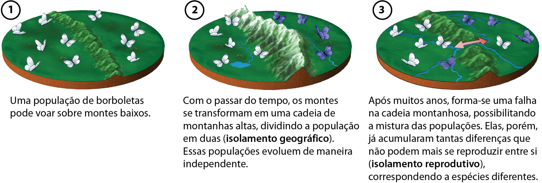 Esquema com sequência de três ilustrações. 1. Uma população de borboletas pode voar sobre montes baixos. Ilustração de um ambiente verde com vegetação e morros baixos dividindo a área em duas, onde há borboletas brancas sobrevoando. 2. Com o passar do tempo, os montes se transformam em uma cadeia de montanhas altas, dividindo a população em duas (isolamento geográfico). Essas populações evoluem de maneira independente. No ambiente verde há montanhas altas, ao centro, separando a área em duas. Do lado esquerdo da cadeia de montanhas, borboletas brancas e, do direito, borboletas lilás. 3. Após muitos anos, forma-se uma falha na cadeia montanhosa, possibilitando a mistura das populações. Elas, porém, já acumularam tantas diferenças que não podem mais se reproduzir entre si (isolamento reprodutivo), correspondendo a espécies diferentes. Ilustração do ambiente com uma seta de duplo sentido ao centro, indicando que há passagem entre os dois lados da cadeia de montanhas, que está mais baixa. Do lado esquerdo há uma borboleta lilás entre as brancas, e o do direito, uma branca entre as lilás.