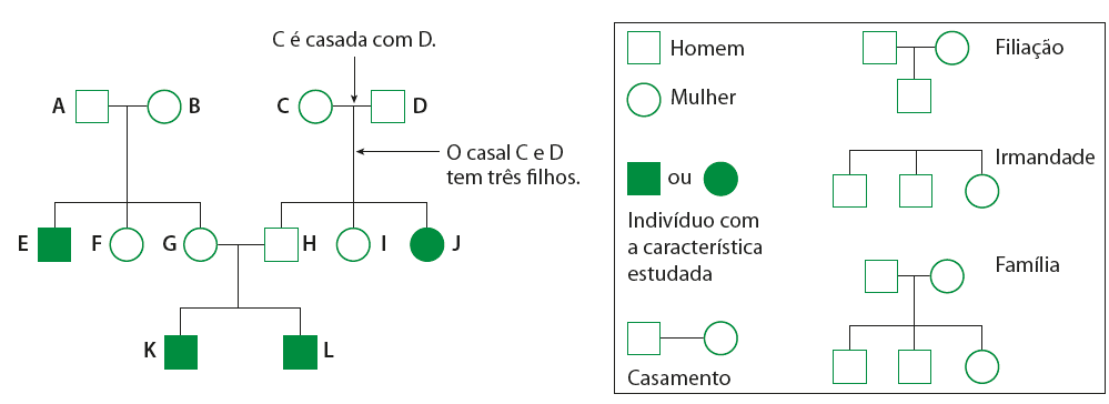 Esquema. À direita: legenda para representações visuais: Quadrado: homem. Círculo: mulher. Quadrado verde ou círculo verde: indivíduo com a característica estudada. Um quadrado ligado horizontalmente a um círculo: casamento. Quadrado ligado verticalmente a círculo e quadrado: filiação. Dois quadrados e um círculo ligados por uma linha superior horizontal: irmandade. Um quadrado e um círculo ligados por linha horizontal, ligada por linha vertical a dois quadrados e um círculo: família. À esquerda: Heredograma. À esquerda, homem A e mulher B geral três filhos: homem E com a característica estudada, mulher F e mulher G. À direita, mulher C e homem D geram três filhos: homem H, mulher i e mulher J, esta última com a característica estudada. Mulher G e homem H, que não têm a característica estudada, geram dois filhos homens, K e L, ambos com a característica estudada.