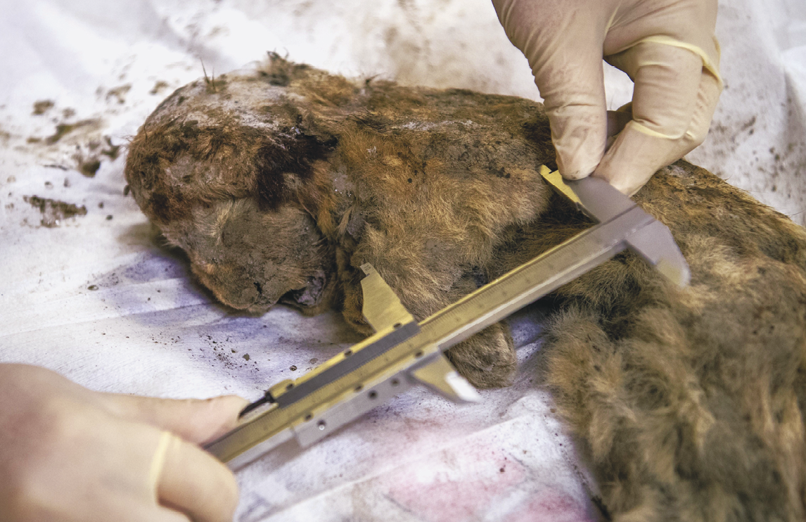 Fotografia. Corpo de um animal pequeno, marrom e peludo sobre uma superfície branca. Há duas mãos com luvas, segurando um paquímetro próximo ao animal.