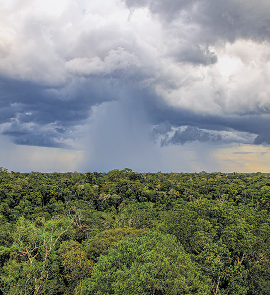 Fotografia aérea que mostra o céu com algumas nuvens escuras e com chuva caindo sobre uma floresta.