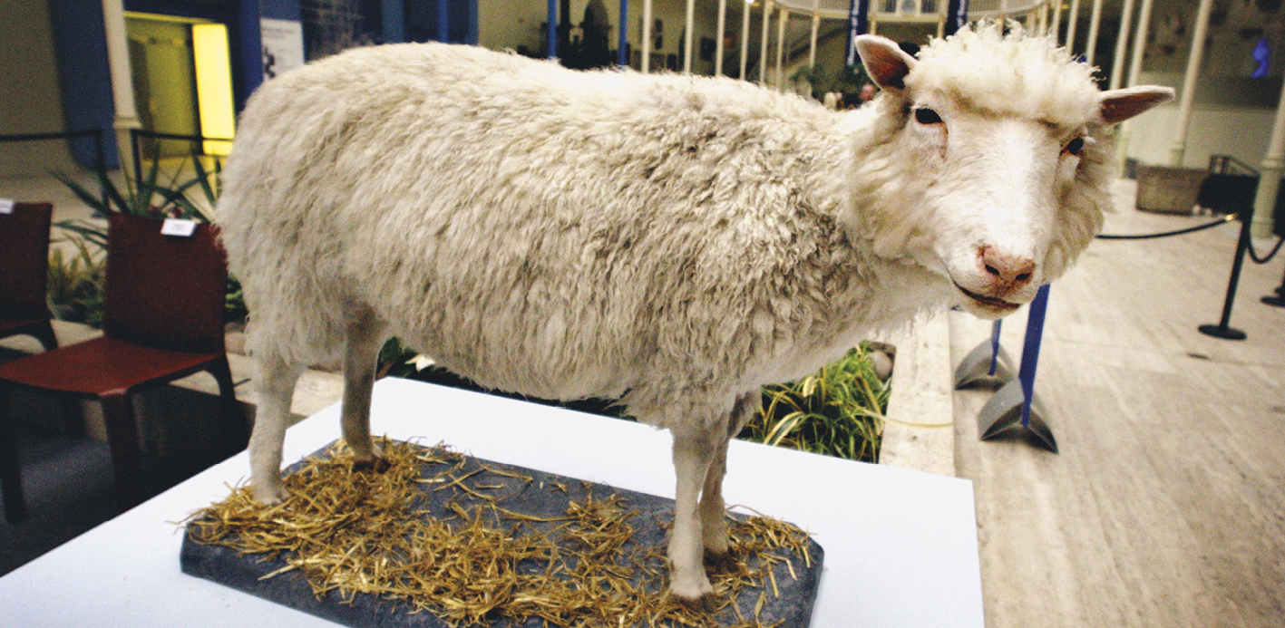 Fotografia de uma ovelha empalhada. Animal quadrúpede com pelos claros. Ela está em cima de uma placa escura com palha.