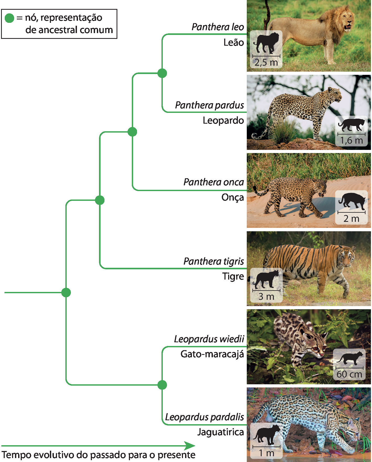 Árvore filogenética com fotografias. O ancestral comum está à esquerda, e as espécies retratadas estão à direita; uma seta apontando para a direita indica Tempo evolutivo do passado para o presente. Do primeiro nó partem dois ramos. Um deles se divide em dois, que indicam as espécies Leopardus wiedii (Gato-maracajá), felino de pelo castanho claro com manchas escuras e 60 centímetros de comprimento; e Leopardus pardalis (Jaguatirica), felino de pelo castanho claro com manchas escuras e 1 metro de comprimento. O outro ramo se divide em dois. Um dos ramos indica a espécie Panthera tigris (Tigre), felino de pelo castanho com listras transversais escuras e 3 metros de comprimento. O outro ramo se divide em dois. Um dos ramos indica a espécie Panthera onca (Onça), felino de pelo castanho com manchas escuras circulares e 2 metros de comprimento. O outro ramo se divide em dois. Um dos ramos indica a espécie Panthera pardus (Leopardo), felino de pelo castanho claro com manchas escuras circulares e 1,6 metro de comprimento. O outro ramo indica a espécie Panthera leo (Leão), felino amarronzado com juba escura e 2,5 metros de comprimento.