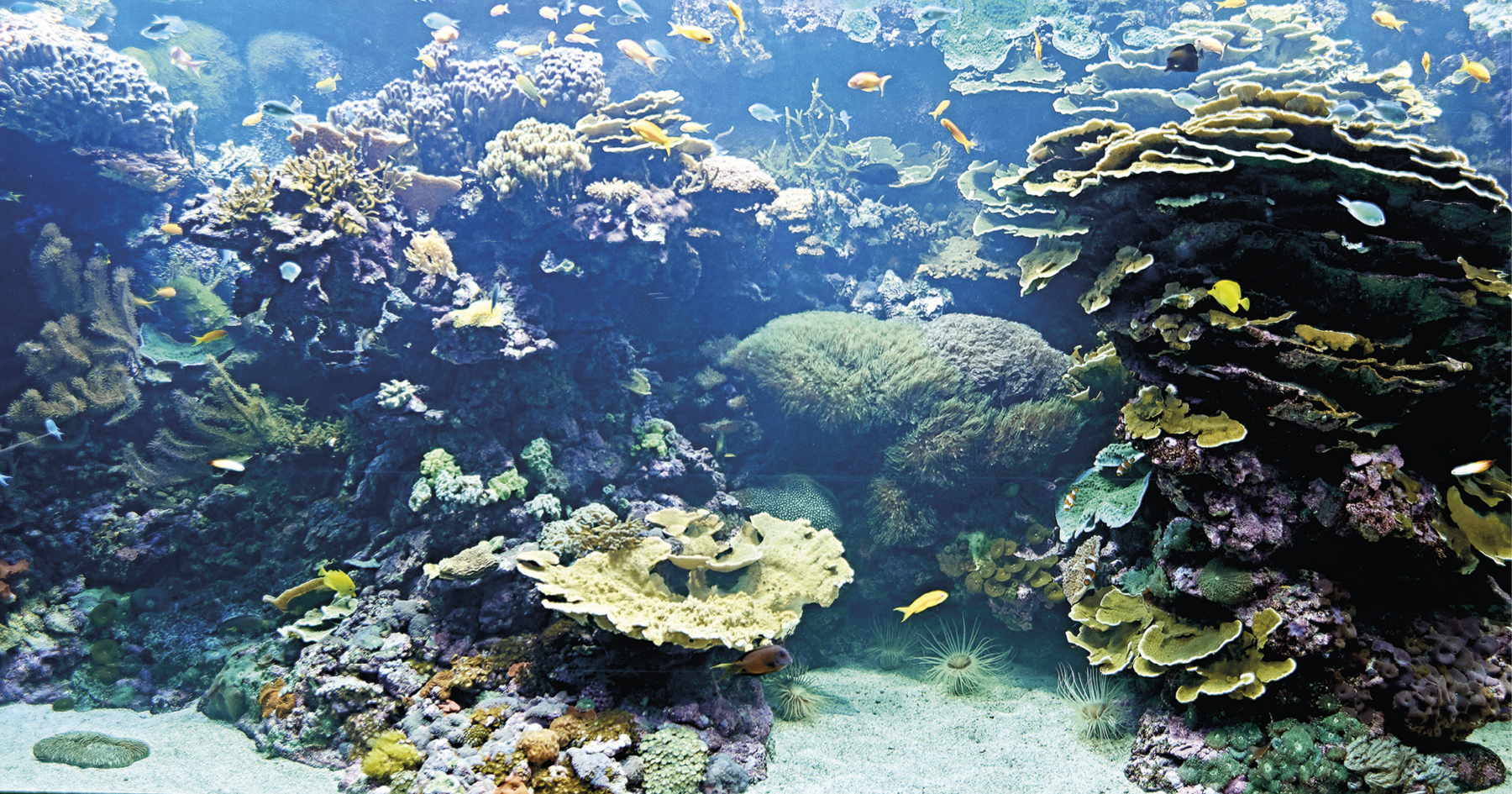 Fotografia. A imagem foi capturada no fundo do mar e apresenta um recife de corais. No canto direito encontra-se uma formação com corais finos nas cores verde, azul e roxo. Próximo a essa formação, há algumas anêmonas que estão sobre a areia. Ao lado esquerdo, há outros corais nas cores amarelo, verde, azul, cinza, laranja e violeta. Ao redor desses corais, há diversos peixes pequenos, predominantemente das cores amarelo e azul.