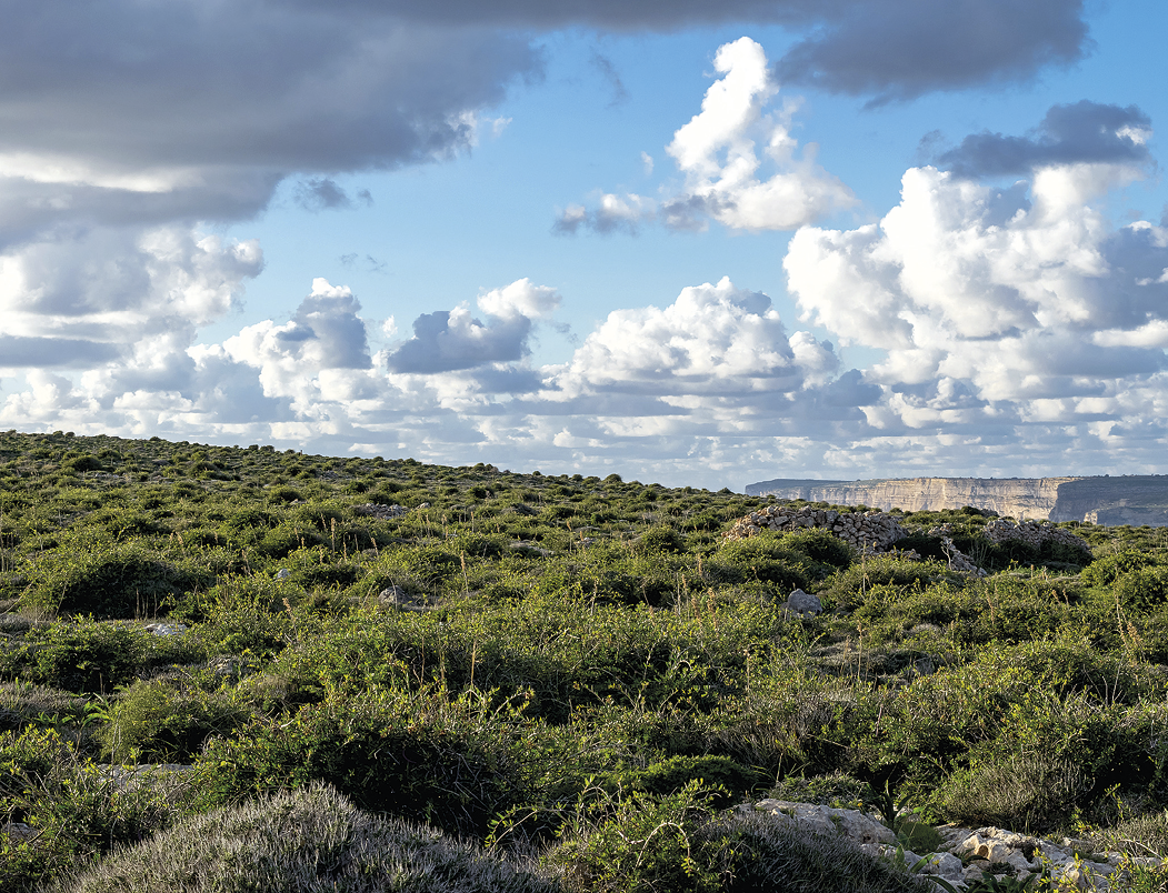Fotografia. No primeiro plano, vista de uma ampla aérea coberta por vegetação densa e rasteira com folhas verdes. No segundo plano, falésias baixas com solo exposto. Acima, o céu azul com muitas nuvens.