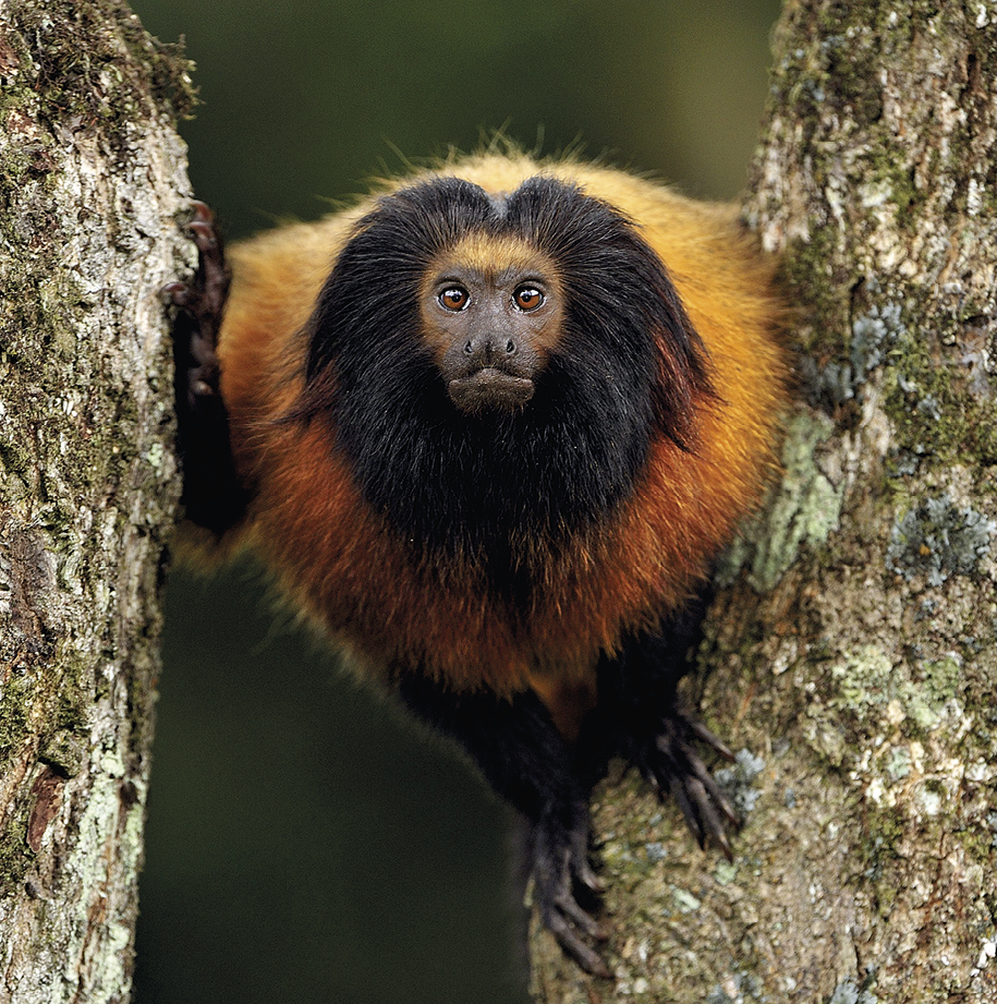 Fotografia. Um mico-leão-da-cara-preta está se apoiando entre troncos de uma árvore. Ele foi fotografado bem de perto, e olha diretamente para a câmera. Ele tem uma pelagem composta por uma faixa escura ao redor da face, e uma pelagem marrom-castanho no restante do corpo.