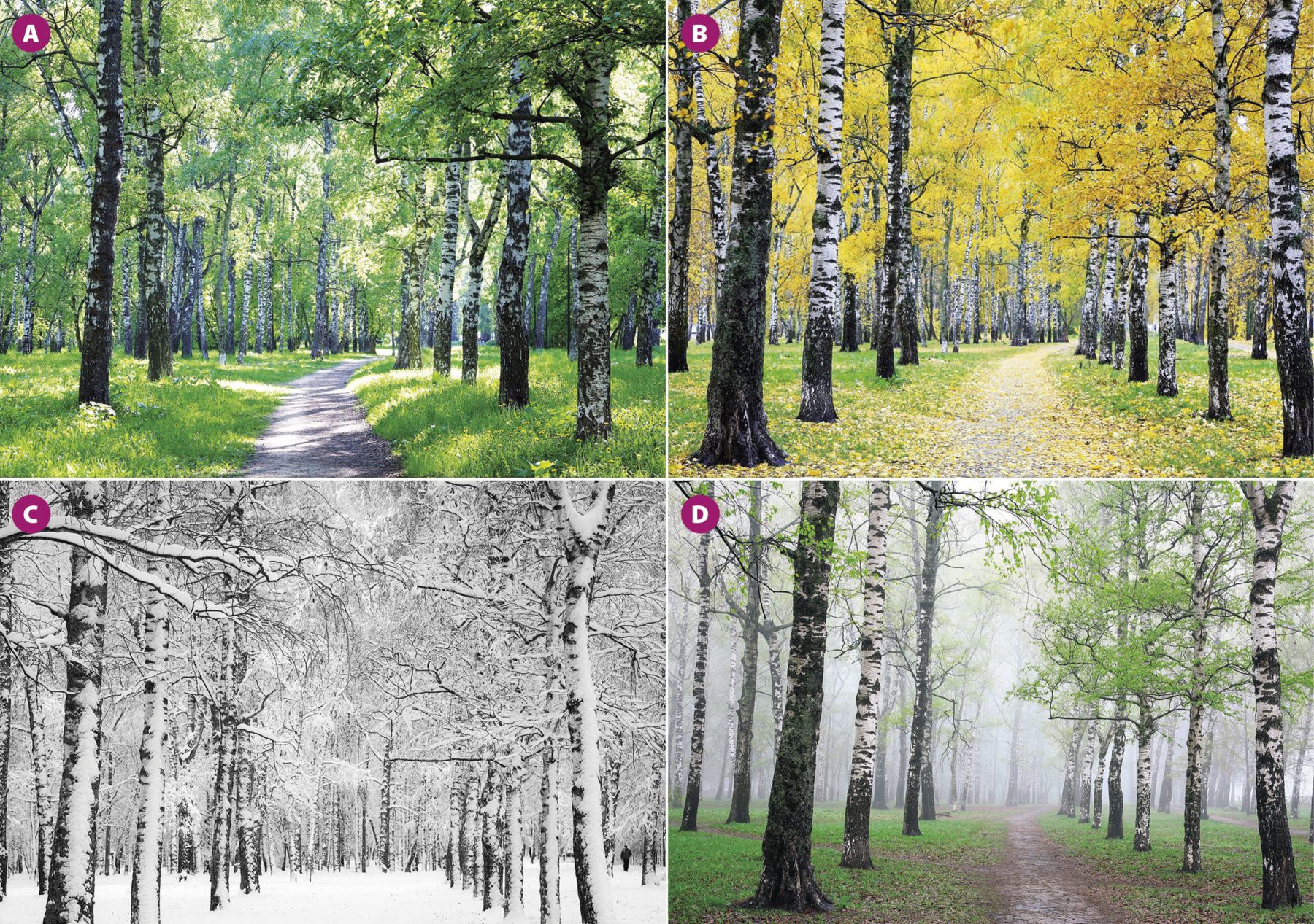 Fotografia A. Vista de um caminho estreito de concreto que passa por entre árvores. O terreno em que as árvores estão é composto por um gramado verde, mesma tonalidade de suas copas. A luz do sol atravessa as folhas e incide no caminho e na grama. Fotografia B. Vista de um caminho estreito de concreto que passa por entre árvores. O terreno em que as árvores estão é composto por um gramado verde e as copas das árvores estão amareladas. Folhas das árvores estão caídas sobre o gramado e não há luz solar tão presente incindindo na vegetação. Fotografia C. Vista de um caminhos e árvores ao redor, ambos quase totalmente encobertos por neve. As árvores não possuem folhas, apenas galhos. Fotografia D. Vista de um caminho estreito de concreto que passa por entre árvores. Uma neblina turva o fundo da paisagem. O gramado verde em que as árvores estão é ralo e as suas copas têm poucas folhas.