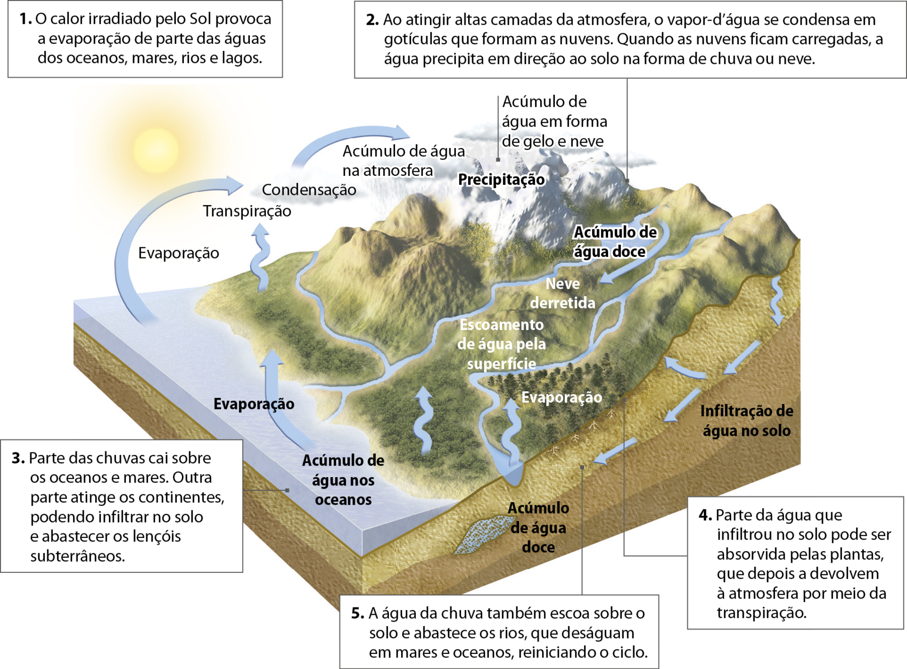 Ilustração. O Ciclo da Água. Bloco-diagrama que representa, na superfície, uma região com montanhas, nuvens, rios cortando uma extensa área de planície, vegetação e mar. Na parte subterrânea, estão representadas três camadas de rocha sendo que entre elas, em uma pequena faixa, há água acumulada. Sobre a ilustração, textos, palavras e setas explicam as etapas que forma o ciclo da água. 1. O calor irradiado pelo Sol provoca a evaporação de parte das águas dos oceanos, mares, rios e lagos. 2. Ao atingir altas camadas da atmosfera, o vapor de água se condensa em gotículas que formam as nuvens. Quando as nuvens ficam carregadas, a água precipita em direção ao solo na forma de chuva ou neve. 3. Parte das chuvas cai sobre os oceanos e mares. Outra parte atinge os continentes, podendo infiltrar no solo e abastecer os lençóis subterrâneos. 4. Parte da água que infiltrou no solo pode ser absorvida pelas plantas, que depois a devolvem à atmosfera por meio da transpiração. 5. A água da chuva também escoa sobre o solo e abastece os rios, que deságuam em mares e oceanos, reiniciando o ciclo.