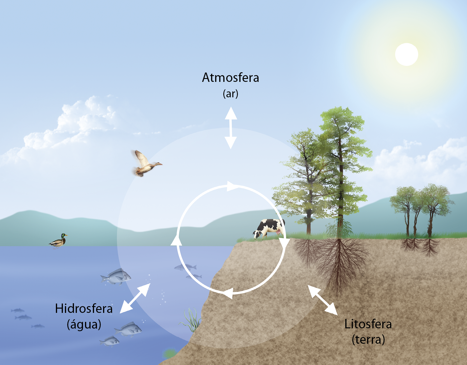 Ilustração. Biosfera. Ilustração esquemática da composição de uma biosfera. Há a representação do céu, de um rio e da superfície terrestre, onde se encontram diferentes seres vivos. No centro da ilustração, há um círculo transparente com setas que formam um círculo e o nome Biosfera. Na parte superior do círculo, há uma seta apontada para cima e o nome Atmosfera (ar). Na parte da ilustração caracterizada como atmosfera, encontra-se a representação de um céu azul com nuvens brancas, o Sol amarelo e uma ave. Na parte inferior esquerda, há uma seta apontada para baixo e o nome Hidrosfera (água). Na parte da ilustração caracterizada como Hidrosfera, há um rio com peixes de diferentes tamanhos, além de um pato. No canto inferior direito, há uma seta apontada para baixo e o nome Litosfera (terra). Na parte da ilustração caracterizada como Litosfera, há representação do subsolo e, na superfície, uma vaca e árvores com folhas verdes e raízes marrons infiltradas na terra.