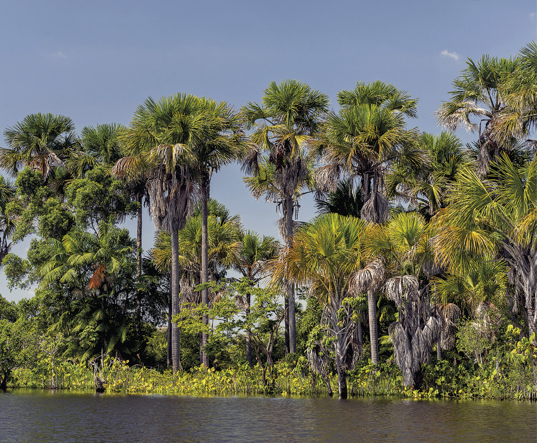 Fotografia. No primeiro plano, encontra-se às águas de tons escuros de um rio. No segundo plano, há uma vegetação baixa e árvores, predominantemente palmeiras de troncos compridos e finos em tons de marrom. A maior parte delas possui copa volumosa e verde e, logo abaixo, folhas secas, mais acinzentadas. Ao fundo, há um céu limpo e azul claro.