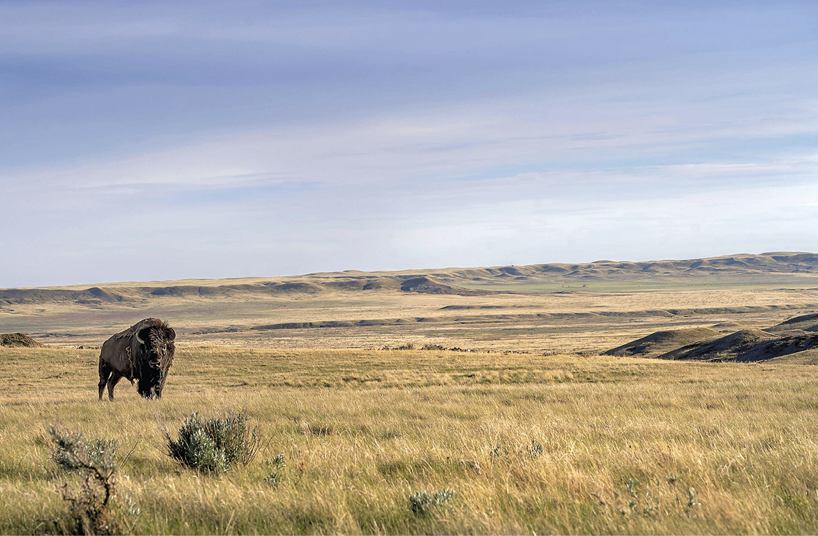 Fotografia. No primeiro plano, vista para uma ampla área plana coberta por vegetação densa e rasteira seca e de cor amarelada. Presença de um bisão sozinho na paisagem. Ao fundo, algumas colinas cobertas por vegetação rasteira e solo exposto. O céu está azul e com nuvens brancas.