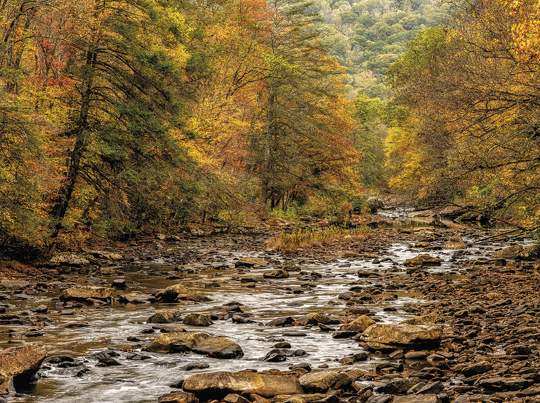 Fotografia. No primeiro plano, um rio raso e presença de muitos fragmentos de rocha, cascalhos e seixos. No segundo plano, vista de uma grande floresta com muitas árvores do tipo pinheiro. As folhas das árvores são em tons de cores amarela, laranja, verde e marrom claro.