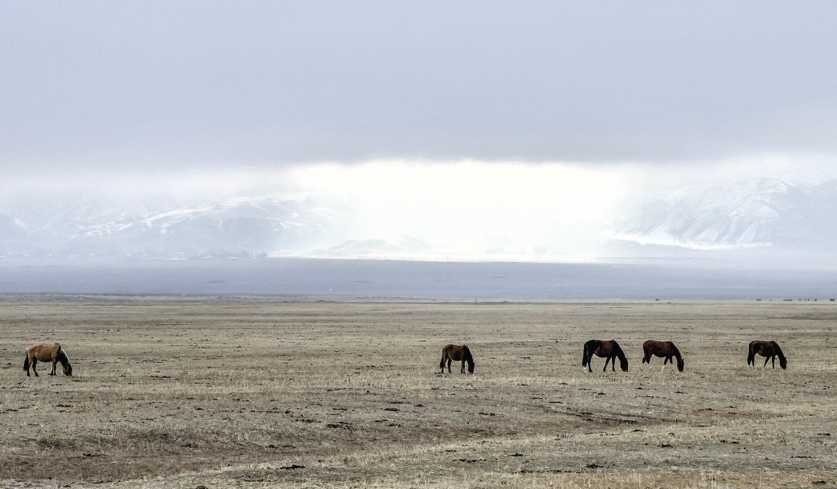 Vista para uma ampla área plana coberta por vegetação rasteira e seca. Presença de cinco cavalos se alimentando da vegetação. Ao fundo, o céu com nuvens em tons de cinza.