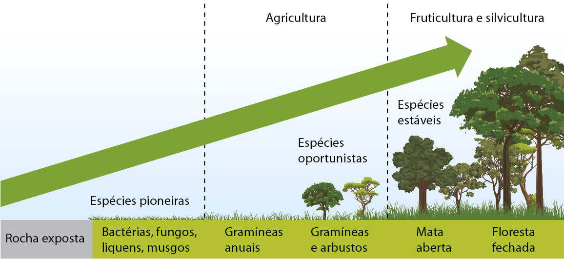 Ilustração. Perfil de vegetação. Ilustração dos tipos de vegetação cobrindo o solo, de acordo com a estrutura vertical de  cada tipo de vegetação.  Da esquerda para a direita: rocha exposta: sem cobertura vegetal; bactérias, fungos, líquens, musgos: desenho de vegetação rasteira, bem baixa, com a informação  'Espécies pioneiras'; gramíneas anuais:  desenho de vegetação rasteira de porte um pouco maior em relação à anterior; gramíneas e arbustos: desenho de vegetação rasteira e arbustiva com folhas verde e a informação'Espécies oportunistas'; mata aberta: desenho de  vegetação arbórea de pequeno porte e com folhas verdes e a informação 'Espécies estáveis'; floresta fechada: desenho de vegetação arbórea de grande porte e com folhas verdes. Há duas linhas verticais tracejadas: uma entre 'Bactérias, fungos, líquens, musgos' e 'Gramíneas anuais'; e uma entre 'Gramíneas e arbustos' e 'Mata aberta'. Essas linhas delimitam a área propícia para a agricultura, representada por 'Gramíneas anuais' e 'Gramíneas e arbustos' e a área propícia para a floricultura e silvicultura, representada pela 'Mata aberta' e 'Floresta fechada'. Uma seta verde se inicia no canto esquerdo inferior e alcança o canto superior direito da ilustração para mostrar a evolução do porte de vegetação.