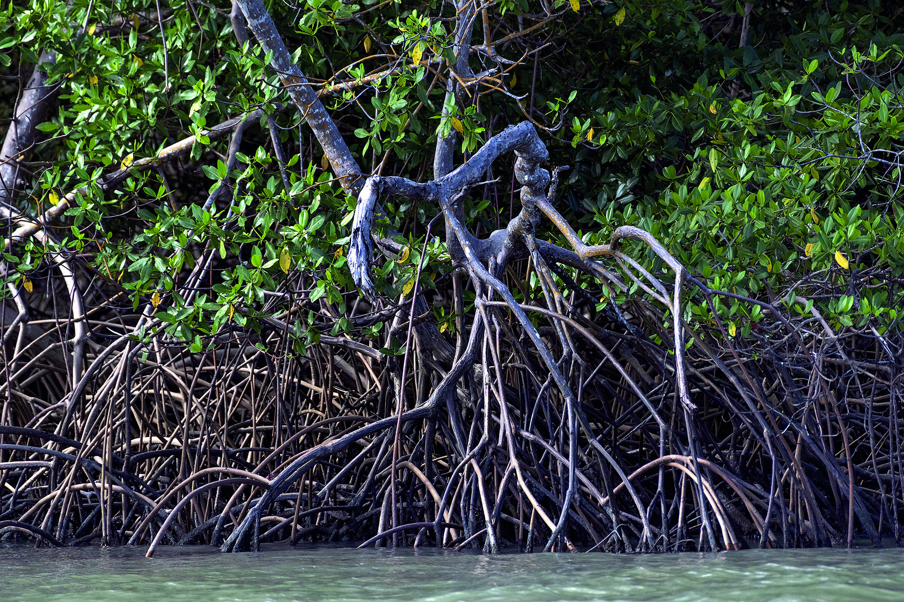 Fotografia. Numerosas raízes cinzas se bifurcam e saem da água de um rio, concentrando-se na margem. Ao fundo, vegetação verde.