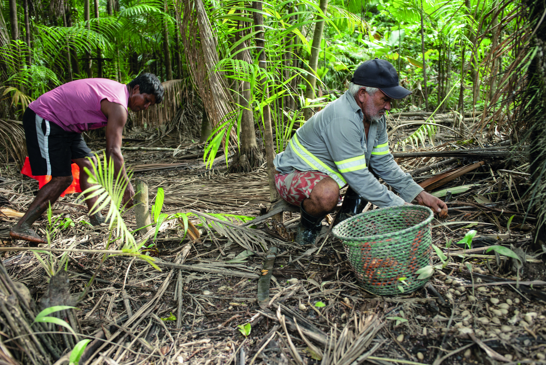 Fotografia. Dois homens trabalham agachados em um terreno com folhas secas de palmeiras cobrindo o solo. Em primeiro plano está uma cesta, usada para coleta. Ao fundo, vegetação verde.