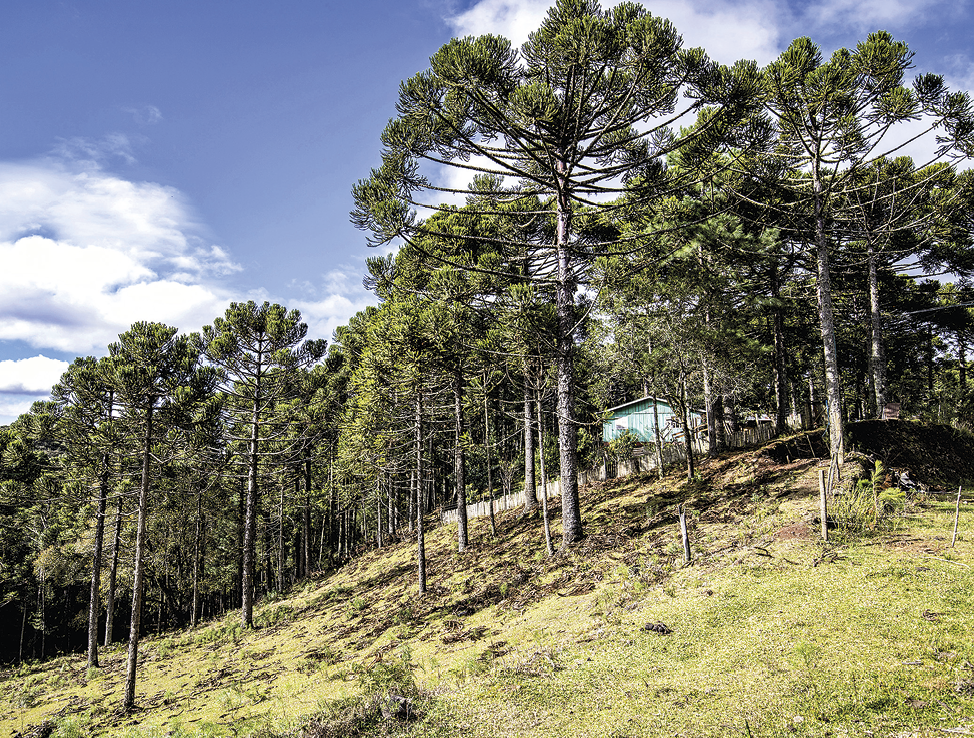 Fotografia. Em um terreno inclinado com vegetação rasteira, há árvores de troncos finos e galhos longos e curvos em sua parte superior.