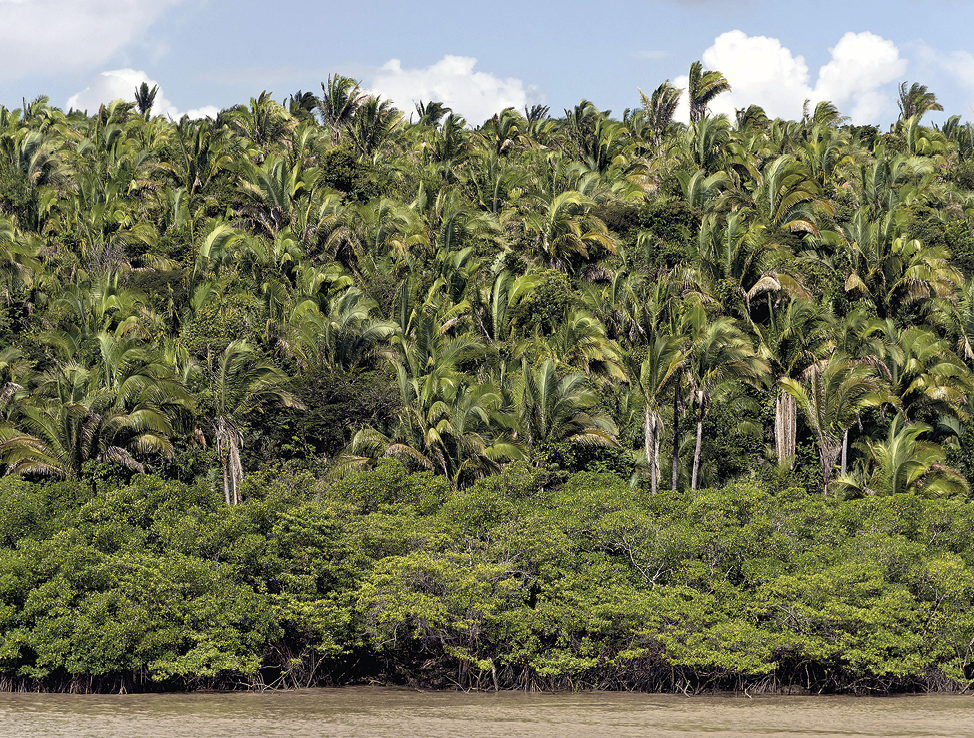 Fotografia. Imagem de um rio e uma vegetação verde e arbustiva em primeiro plano. Em segundo plano, conjunto de palmeiras altas e verdes.