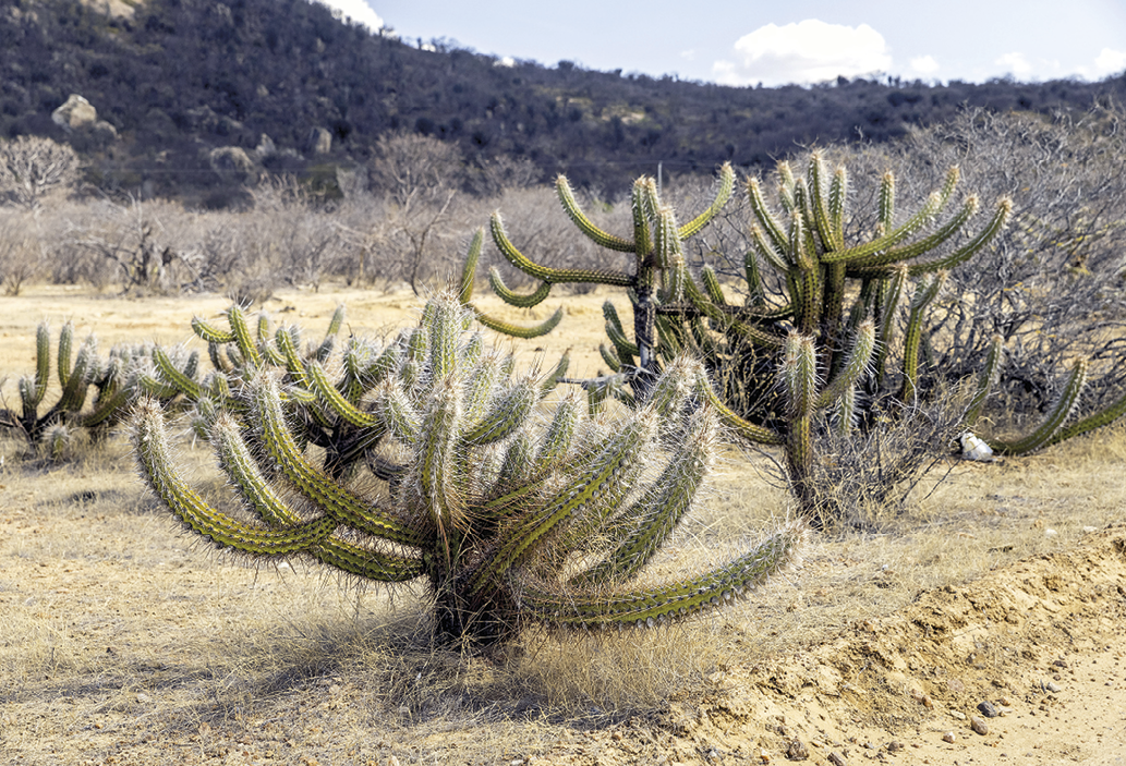 Fotografia. Destaque para vegetação cactácea ocupando o centro da imagem. Ao redor, o solo é árido e assume tons claros. Ao fundo, morro coberto por vegetação seca e arbustiva