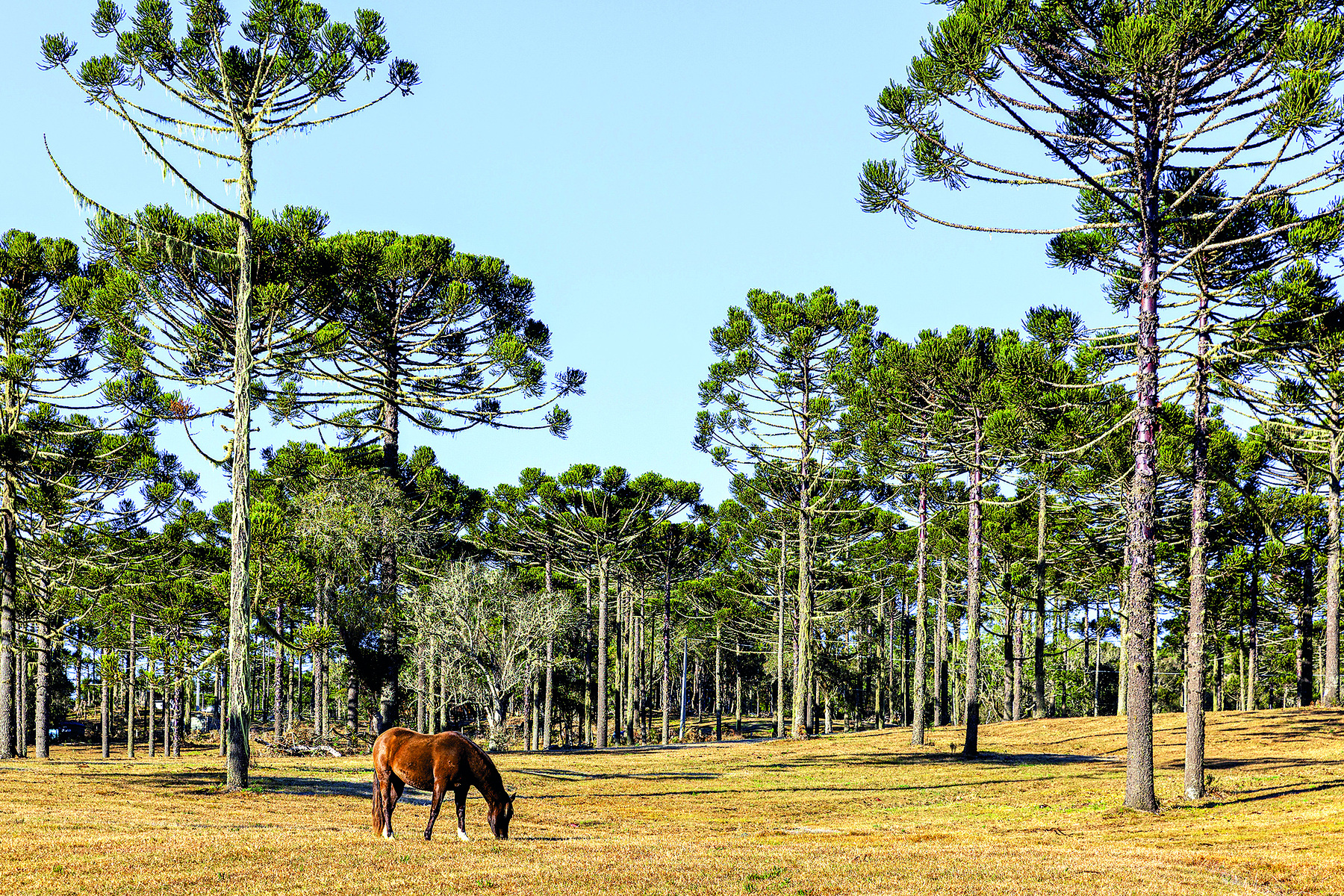 Fotografia. Paisagem onde em primeiro plano um cavalo está pastando em um terreno plano. Ao fundo, concentração de árvores altas com o tronco fino e galhos longos e curvos.