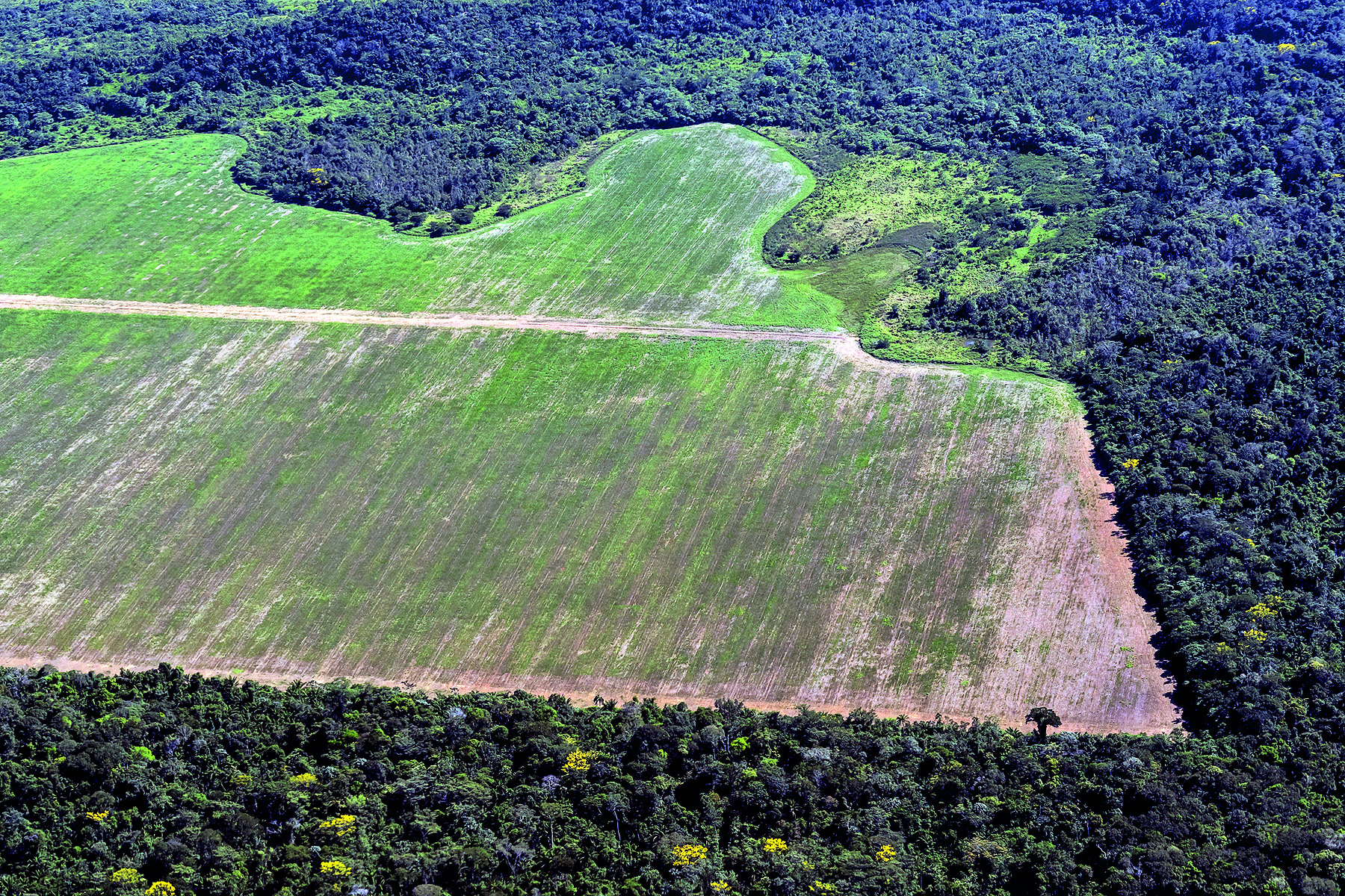 Fotografia. Vista aérea com destaque para uma área desmatada, que aparece em tons de verde claro e marrom. Ao redor há vegetação densa em tons de verde-escuro