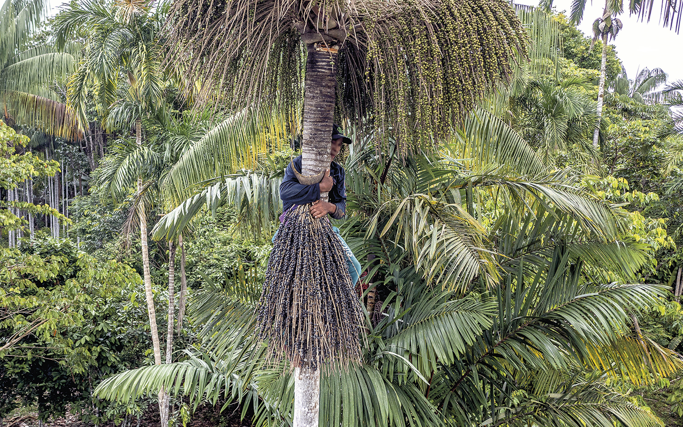 Fotografia. No centro da imagem, um homem está abraçando o tronco de uma palmeira, de modo a se pendurar para alcançar os frutos da árvore. A imagem evidencia que o trabalhador está longe do chão. Ao redor, exuberante vegetação