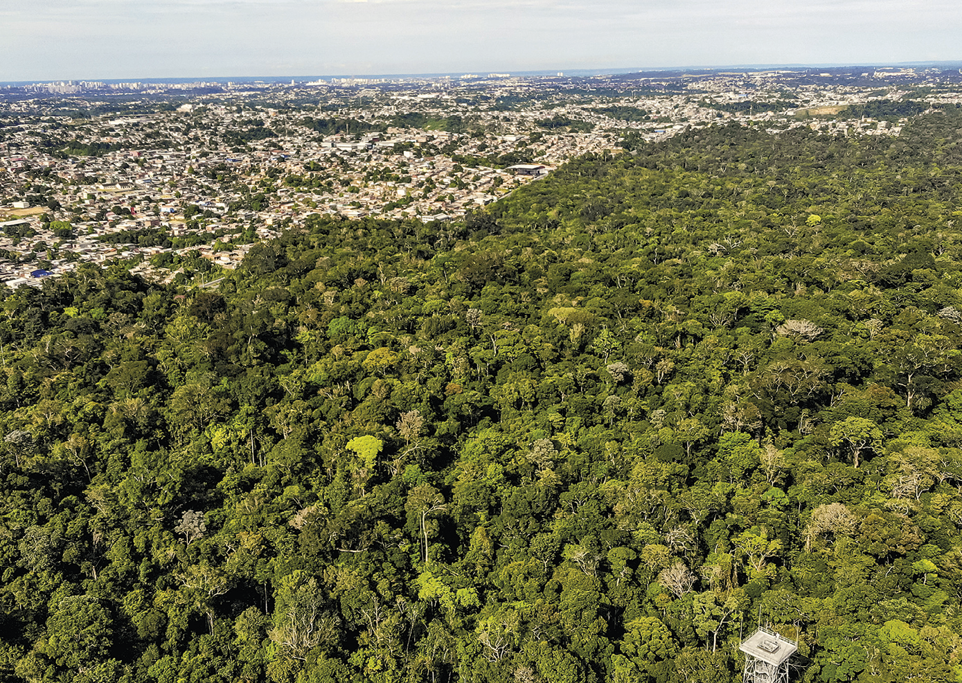 Fotografia. Em primeiro plano, vista de floresta composta por árvores altas e vegetação densa. À esquerda e ao fundo, muitas construções e céu parcialmente encoberto.