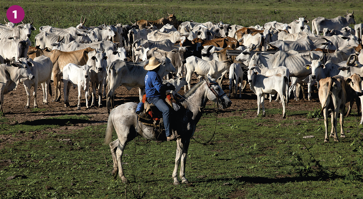 Fotografia. Em uma área plana de piso de grama e terra, destaque para um homem montado em um cavalo. Ele veste calça e camiseta de mangas compridas azuis e um chapéu. No segundo plano, um rebanho de bois e vacas brancas e marrons.