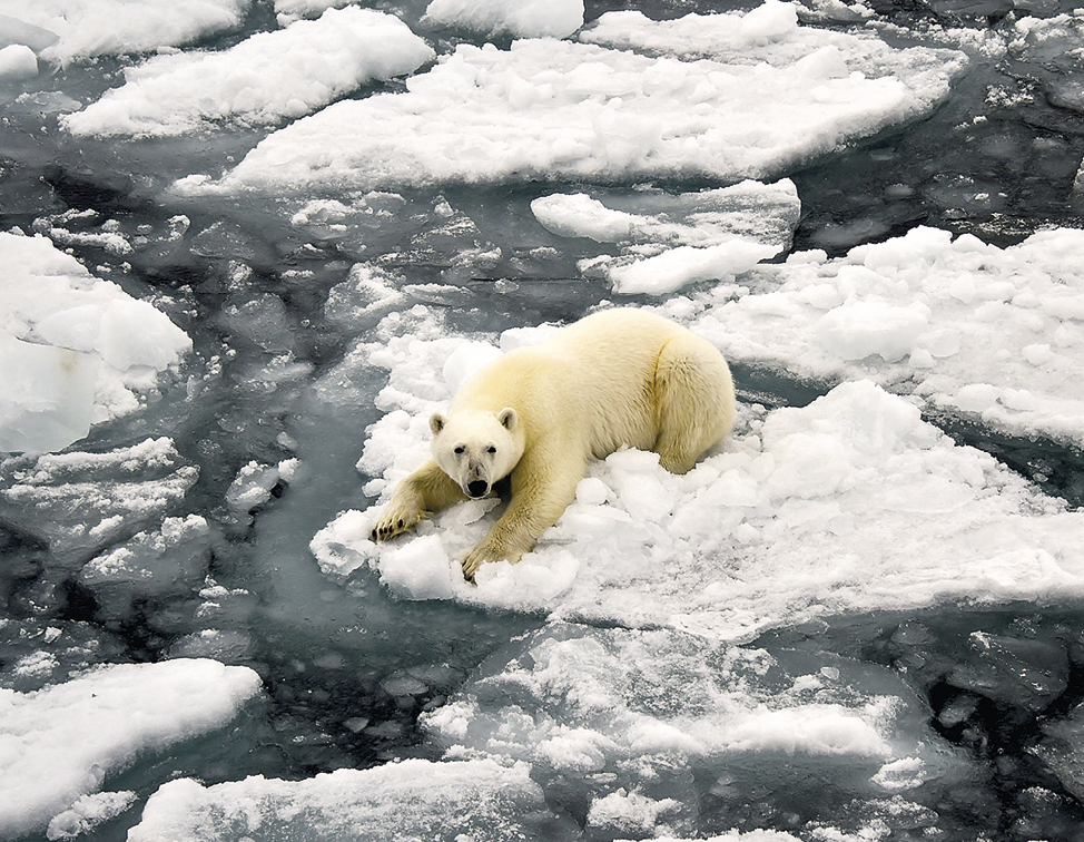 Fotografia. 
Um urso-polar de pelos brancos e amarelos, focinho longo e preto, está deitado sobre uma placa de gelo que flutua no mar. Ao redor há outras placas de gelo em diversos tamanhos.