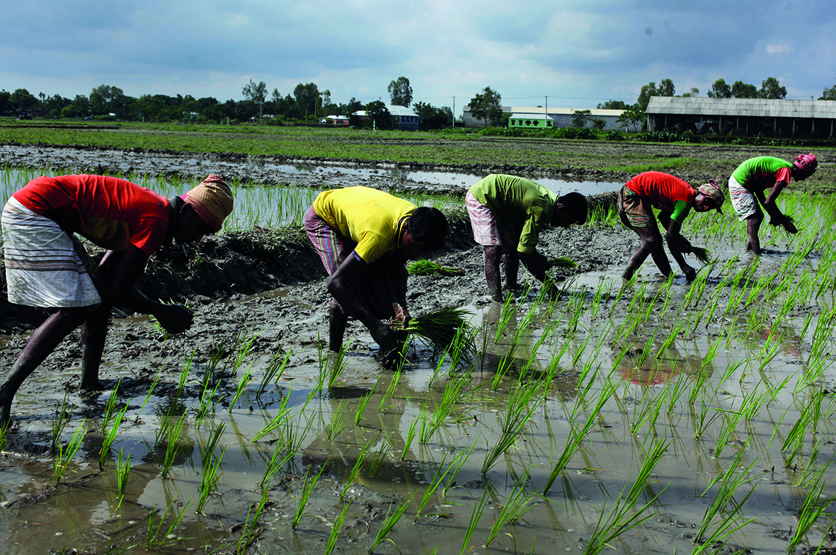 Fotografia. Destaque para plantação de arroz com folhas verdes, pequenas e finas em um terreno levemente alagado. Sobre o terreno, cinco pessoas ao lado uma da outra, agachadas e com as mãos esticadas na direção às plantas. Ao fundo, algumas construções e árvores.