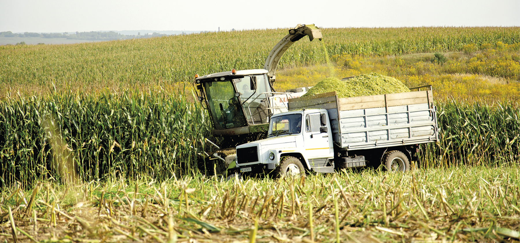 Fotografia. Vista para uma superfície levemente inclinada ocupada por plantação de milho. No primeiro plano, destaque para uma máquina agrícola carregando a caçamba da carreta com o milho colhido.
