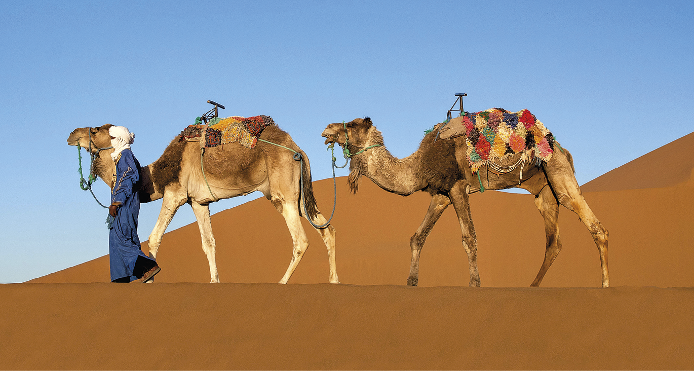 Fotografia. Vista de local aberto, em um deserto, com areia marrom. Em primeiro plano, dois camelos vistos lateralmente, um atrás do outro, presos por cordas na cabeça e puxados por um homem com traje longo azul e a cabeça e o rosto cobertos por um tecido branco. Ao fundo, uma duna de areia e no alto, céu azul claro.