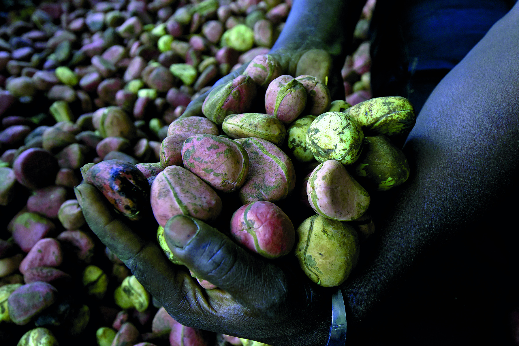 Fotografia. Imagem mostrando os braços de um trabalhador segurando nas mãos frutos de noz-de-cola em formato arredondado, alguns dos frutos são cor rosa e outros amarelo claro. Ao fundo, centenas de frutos no chão.