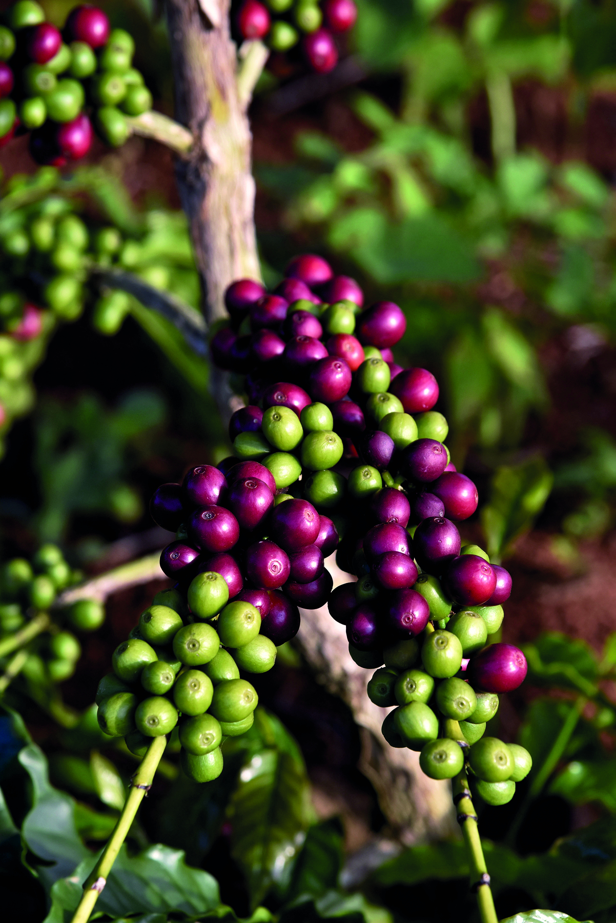 Fotografia. Sobre um fundo verde desfocado, um galho com frutos de café redondos, pequenos, verdes e outros vermelhos, mais maduros. Na parte inferior, os caules finos da planta em que estão presos os grãos.