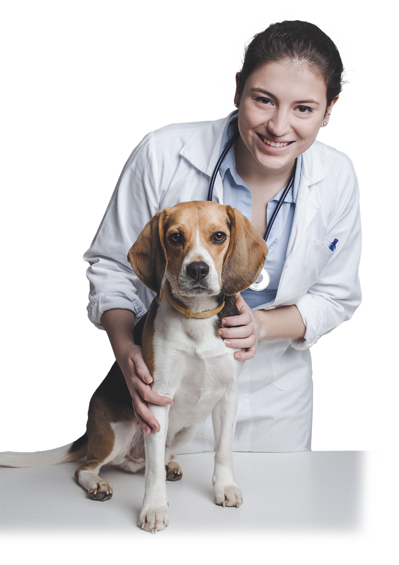 Fotografia. Veterinária segurando um cachorro numa bancada. A mulher é branca, cabelo castanho preso para trás, sorrindo e olhando para foto, vestindo um jaleco branco e um estetoscópio ao redor do pescoço. Suas mãos seguram um cachorro parecido com da raça beagle com pelos brancos nas patas e na barriga e pelos castanhos e pretos nas costas e cabeça.