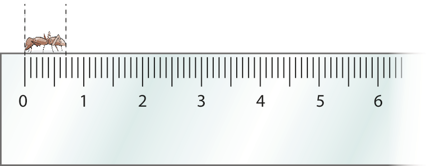 Esquema. Régua graduada, com o desenho de uma formiga acima, com marcação do zero ao sétimo tracinho.