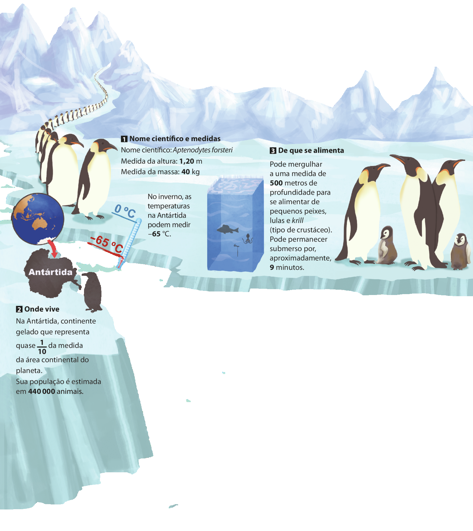 Ilustração. Pinguins. À esquerda, fileira extensa de pinguins entre montanhas de gelo. Destaque para a Antártida no Globo terrestre. Termômetro indicando duas medidas de temperatura diferentes: 0 graus Celsius e menos 65 graus Celsius. Ilustração de bloco retangular de água com alguns peixes, uma lula e um krill (tipo de crustáceo) Diferentes informações sobre os pinguins da ilustração numeradas de 1 a 3. 1. Nome científico e medidas. Nome científico: Aptenodytes forsteri Medida da altura: Medida da massa: 40 kg. 2. Onde vive. Na Antártida, continente gelado que representa quase 1 décimo da medida da área continental do planeta. Sua população é estimada em 440.000 animais. 3. De que se alimenta. Pode mergulhar a uma medida de 500 metros de profundidade para se alimentar de pequenos peixes, lulas e krill (tipo de crustáceo). Pode permanecer submerso por, aproximadamente, 9 minutos. No canto direito da ilustração há 3 pinguins adultos e dois pinguins filhotes.