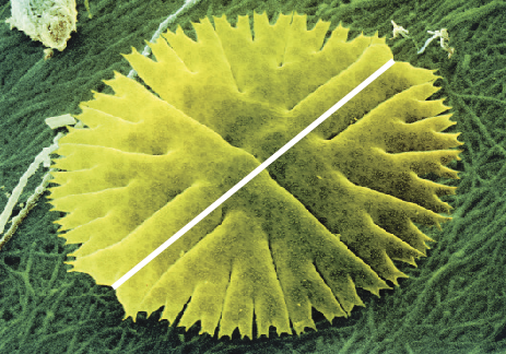 Fotografia. Alga verde com formato próximo ao circular. A largura dessa alga está destacada com uma linha branca.