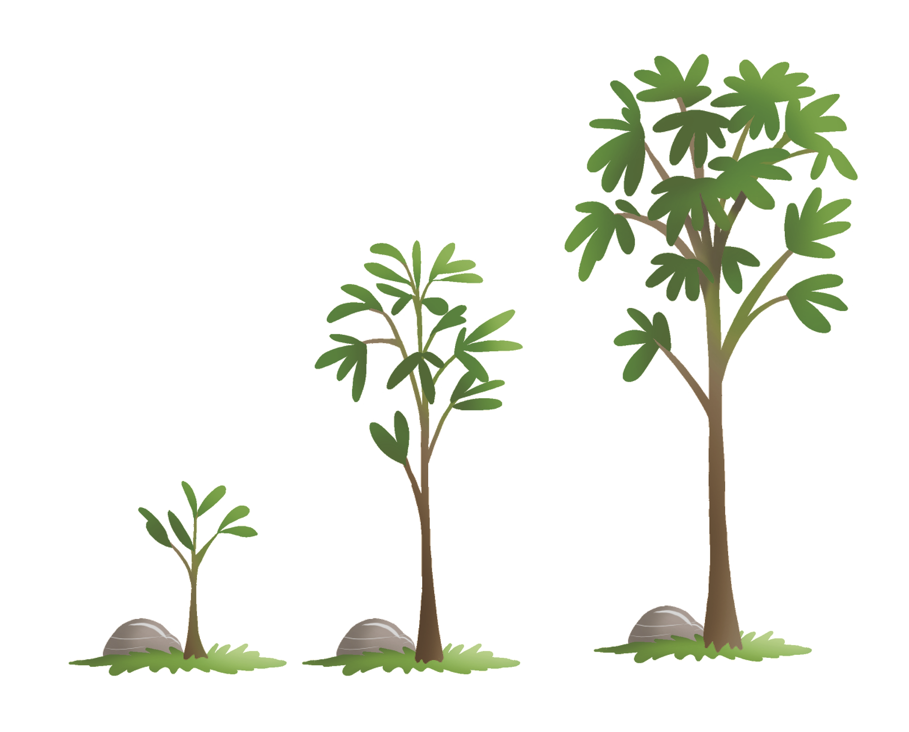 Ilustração. Três plantas: uma pequena, outra média e outra grande, uma ao lado da outra, da esquerda para a direita.