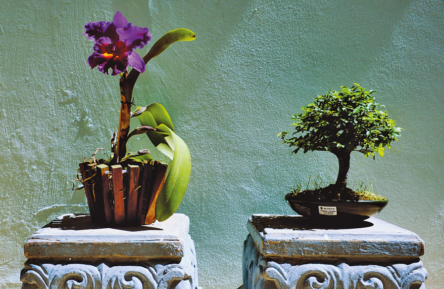 Fotografia. À esquerda, vaso com orquídea lilás. À direita, um bonsai pequeno verde.