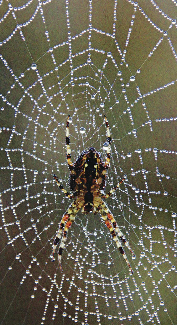 Fotografia. Teia de aranha em formato circular. No centro, está uma aranha amarronzada com patas listradas de coral, verde e marrom.