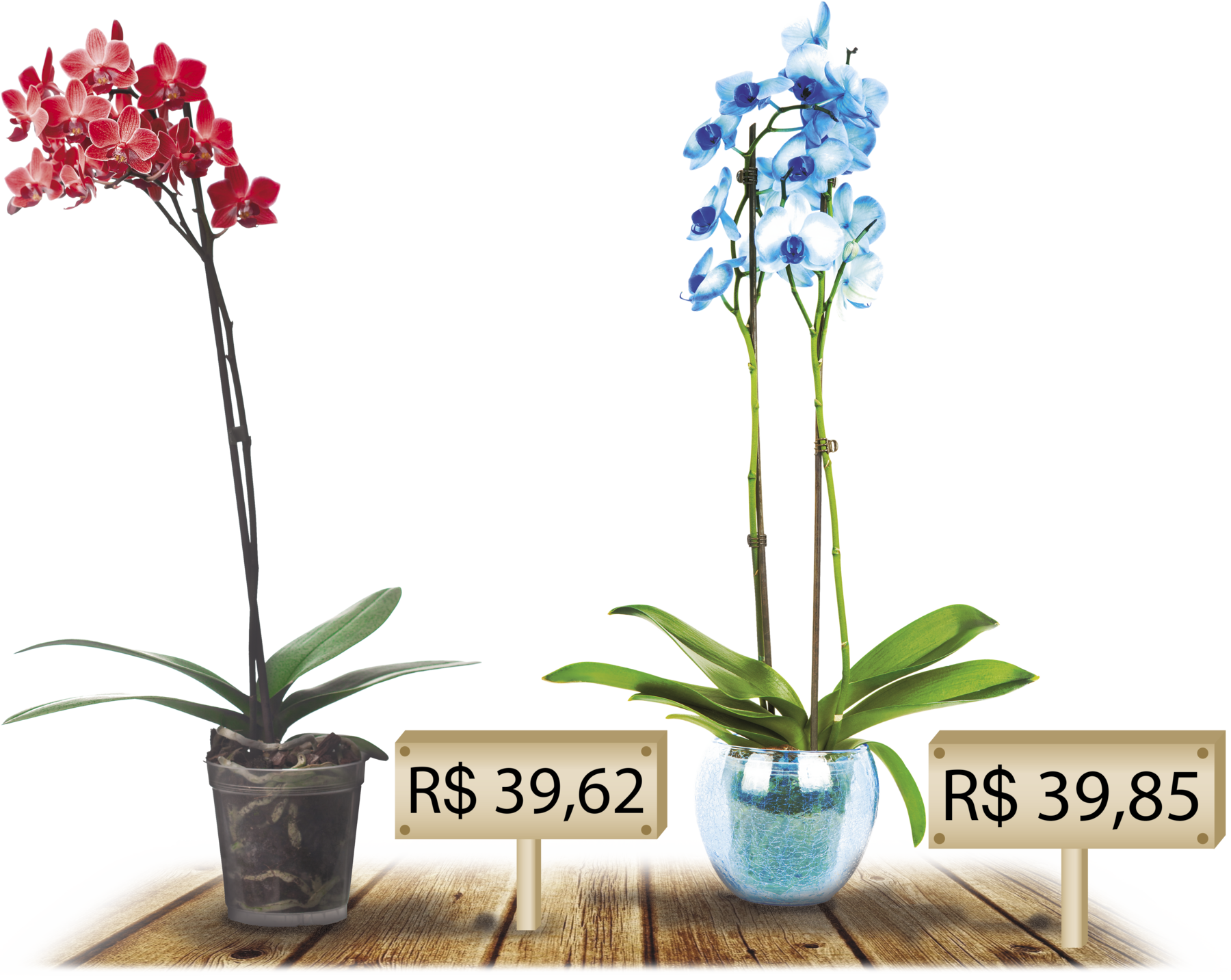 Fotografia. Dois vasos de orquídeas. À esquerda um vaso com orquídea  vermelha e uma placa com o preço de 39 reais e 62 centavos. À direita um vaso com uma orquídea azul e o preço de 39 reais e 85 centavos.