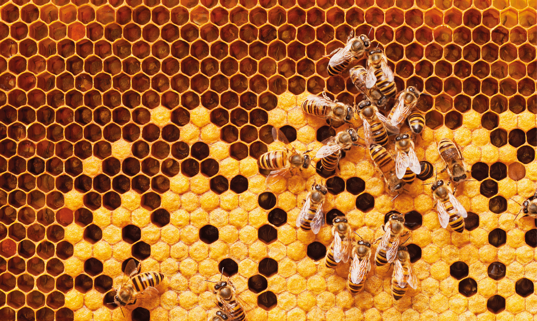 Fotografia. Foto retangular que mostra favo de mel com figuras que se parecem hexágonos lado a lado. Do meio para baixo há mel em alguns alvéolos do favo e aproximadamente 20 abelhas.