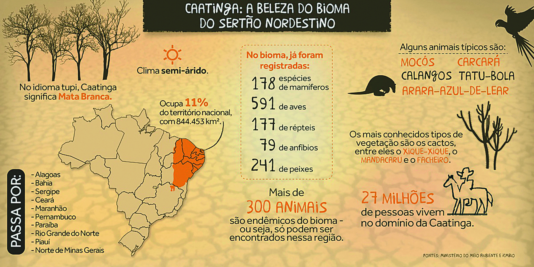 Infográfico. Sobre um plano de fundo de terra árida. Na parte superior, o texto: CAATINGA: A BELEZA DO BIOMA DO SERTÃO NORDESTINO. Abaixo, à esquerda, desenho de árvores secas, seguido  do texto: No idioma tupi, caatinga significa mata branca. Ao lado, o sol, acompanhado do texto: Clima semi-árido. Na parte inferior esquerda, o mapa do Brasil destacando na cor laranja os estados: Alagoas, Bahia, Sergipe, Ceará, Maranhão, Pernambuco, Paraíba, Rio Grande do Norte, Piauí, Norte de Minas Gerais. Fora do mapa, o texto: Ocupa 11% do território nacional, com 844.453km², ligado por uma seta à região destacada. No centro do infográfico, dentro de um retângulo com bordas tracejadas, o texto: No bioma, já foram registradas: 178 espécies de mamíferos, 591 de aves, 177 de répteis, 79 de anfíbios, 241 de peixes. Logo abaixo: Mais de 300 ANIMAIS são endêmicos do bioma, ou seja, só podem ser encontrados nessa região. Do lado esquerdo do infográfico,  o texto: Alguns animais típicos são: MOCÓS, CARCARÁ, CALANGOS, TATU-BOLA, ARARA-AZUL-DE-LEAR. Os mais conhecidos tipos de vegetação são os cactos, entre eles o XIQUE-XIQUE, o MANDACARU e o FACHEIRO. 27 MILHÕES de pessoas vivem no domínio da Caatinga.  Próximos ao texto, desenhos de uma arara, um tatu-bola, cactos e a silhueta de um homem sobre o lombo de um cavalo.