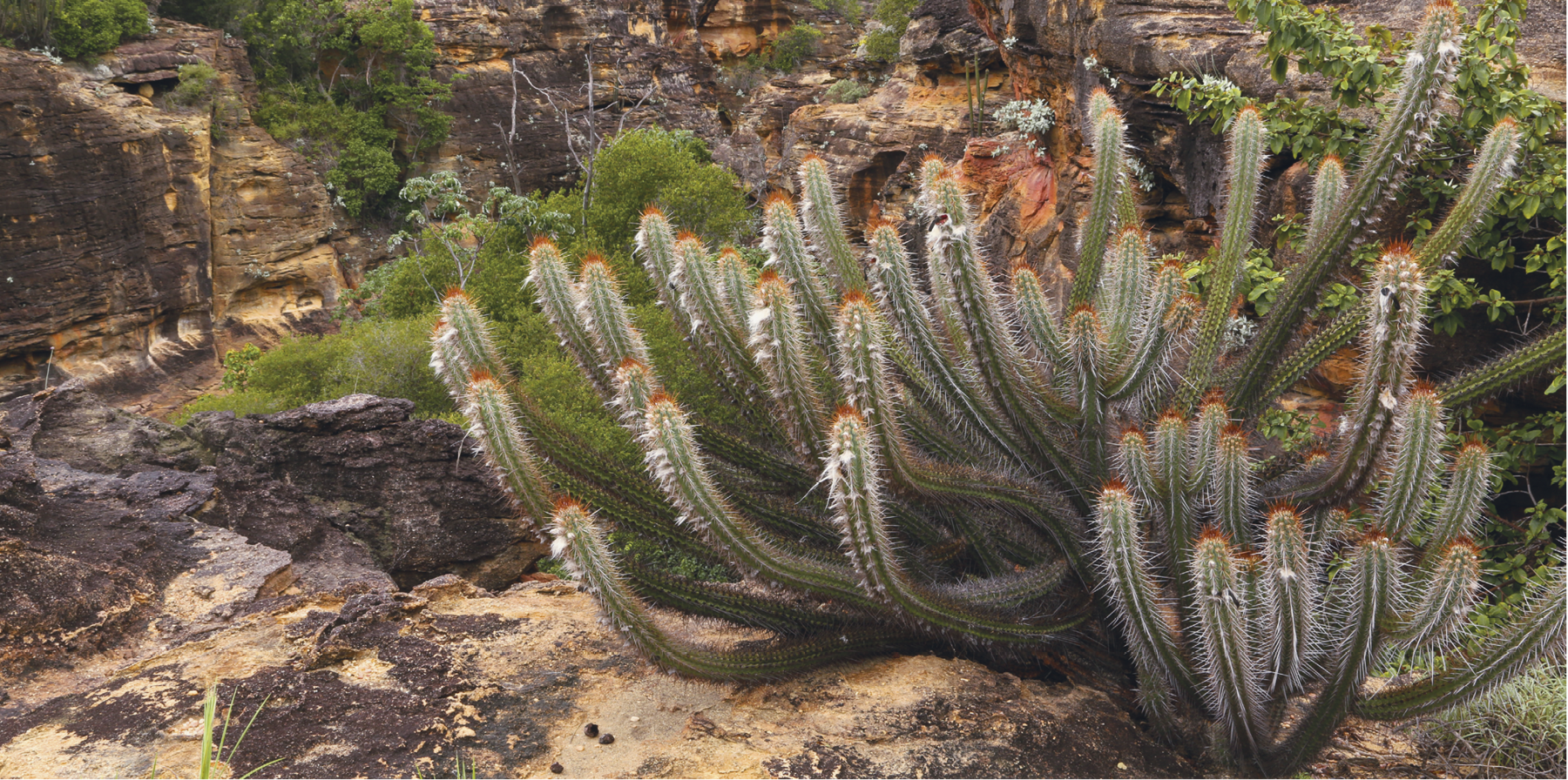 Fotografia. Imagem colorida, formato paisagem. Em primeiro plano, uma planta com espinhos, típica da Caatinga. Em segundo plano, o bioma Caatinga.